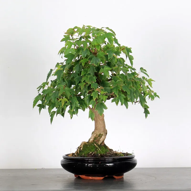 Bonsai Erable Burger AB-1-7