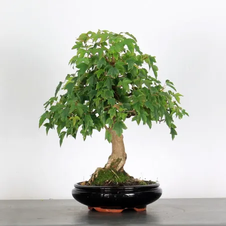 Bonsai Maple Burger AB-1-7