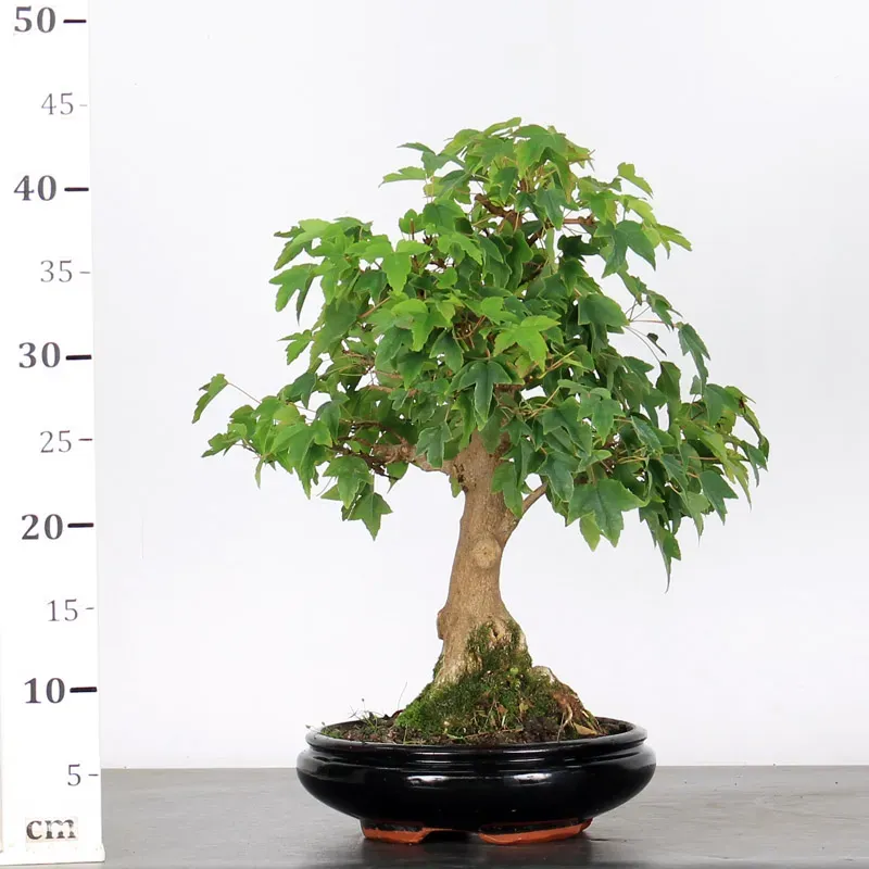 image supplémentaire - Érable "ACER BUERGÉRIANUM" 1-7