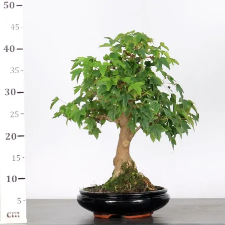 image supplémentaire - Maple "ACER BUERGÉRIANUM" 1-7