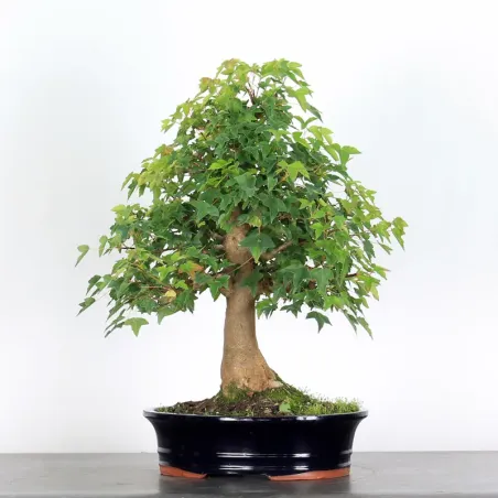 image supplémentaire - Érable "ACER BUERGÉRIANUM" 1-9