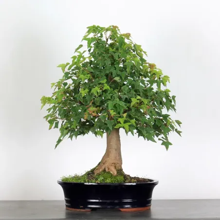 Bonsai Erable Burger AB-1-9