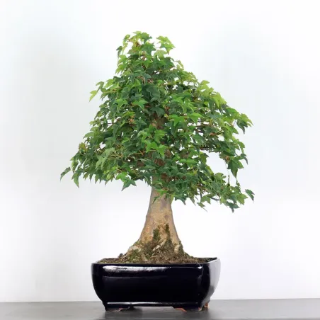 Bonsai Erable Burger AB-3-1