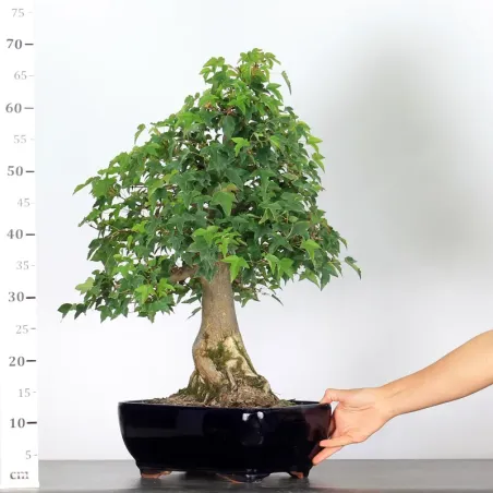 image supplémentaire - Érable "ACER BUERGÉRIANUM" 3-1