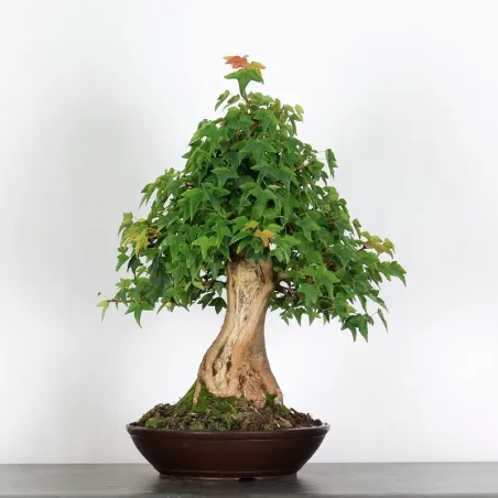 Bonsai Erable Burger AB-3-3