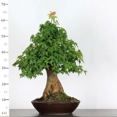 image supplémentaire - Érable "ACER BUERGÉRIANUM" 3-3