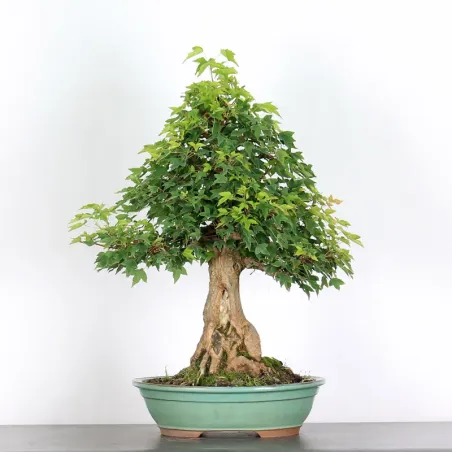 Érable "ACER BUERGÉRIANUM" 3-16