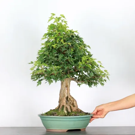 image supplémentaire - Érable "ACER BUERGÉRIANUM"...