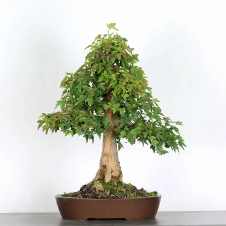 Bonsai Erable Burger AB-3-18