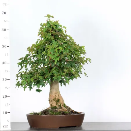 image supplémentaire - Érable "ACER BUERGÉRIANUM"...