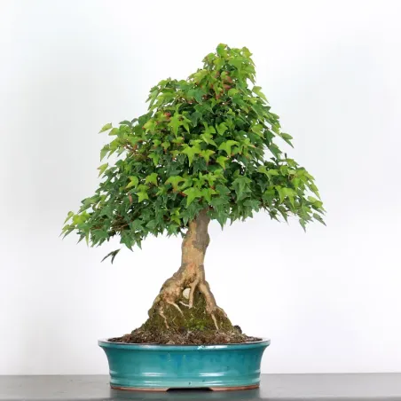 Érable "ACER BUERGÉRIANUM" 3-19