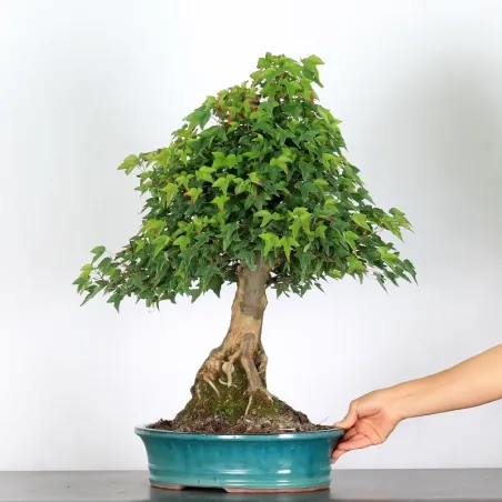 image supplémentaire - Érable "ACER BUERGÉRIANUM"...