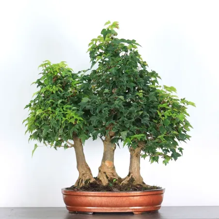 Forêt Érable "ACER BUERGÉRIANUM" 3-23