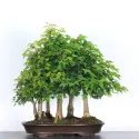 Forêt Érable "ACER BUERGÉRIANUM" 4-1