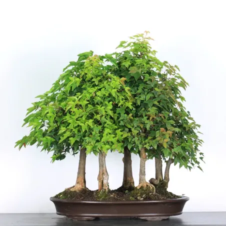 image supplémentaire - Forêt Érable "ACER...