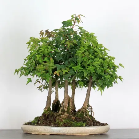image supplémentaire - Forêt Érable "ACER...