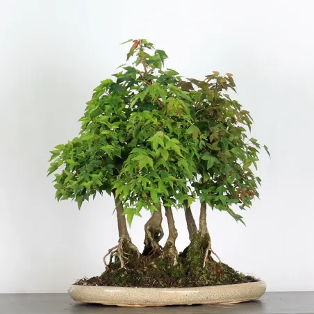 Bonsai Erable Burger AB-4-2