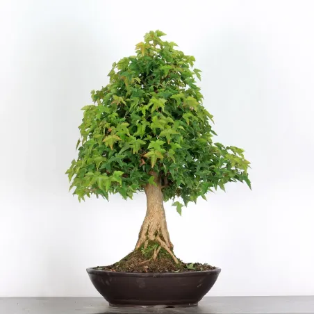 Bonsai Erable Burger AB-4-5