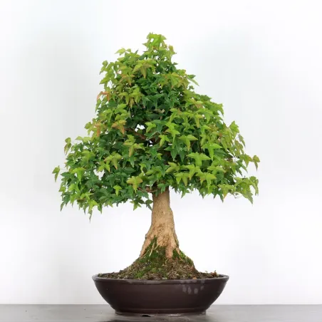 image supplémentaire - Érable "ACER BUERGÉRIANUM" 4-5