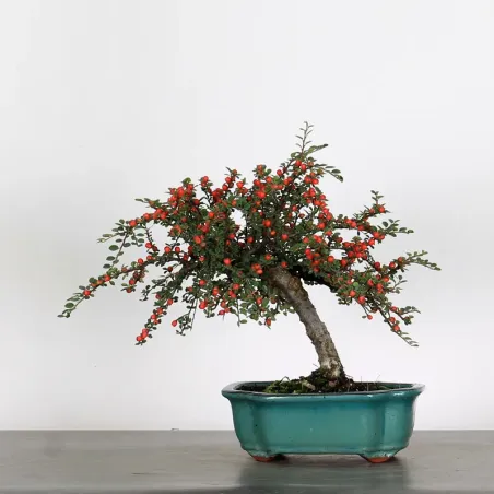image supplémentaire - COTONÉASTER "HORIZONTALIS" 1-3