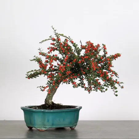 Bonsai Cotoneaster