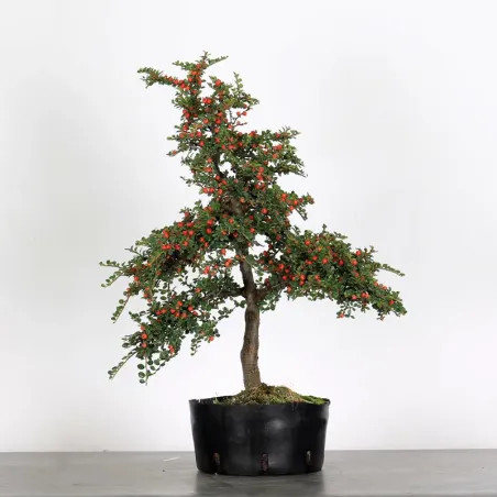 Bonsai Cotoneaster