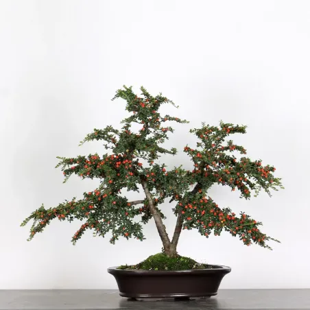 image supplémentaire - COTONÉASTER "HORIZONTALIS" 1-2