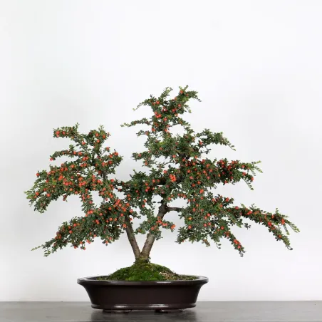 Bonsai Cotoneaster