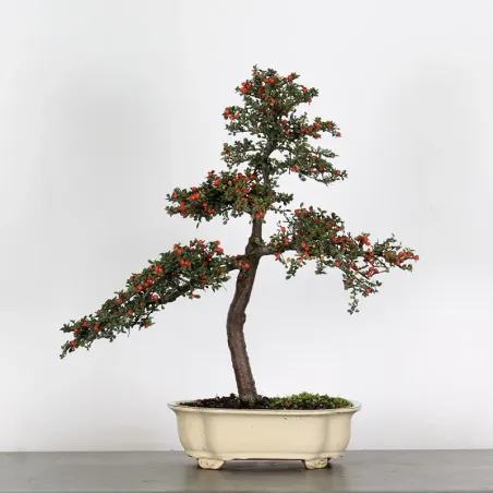 COTONEASTER "HORIZONTALIS" 1-10