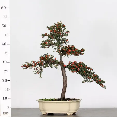 image supplémentaire - COTONEASTER "HORIZONTALIS"...