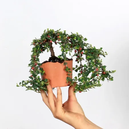 image supplémentaire - PREBONSAI COTONEASTER...