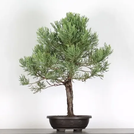 image supplémentaire - SEQUOIA GEANT...