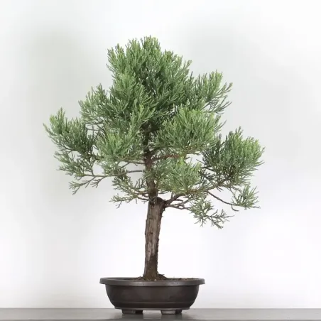 SEQUOIA GEANT "Sequoiadendron giganteum" 1-6