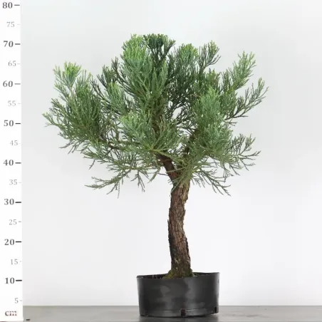 image supplémentaire - SEQUOIA GEANT...