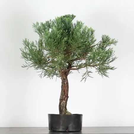 SEQUOIA GEANT "Sequoiadendron giganteum" 1-1
