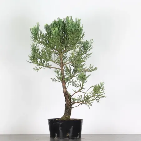 SEQUOIA GEANT "Sequoiadendron giganteum" 1-2