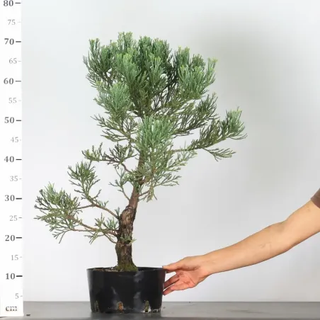 image supplémentaire - SEQUOIA GEANT...