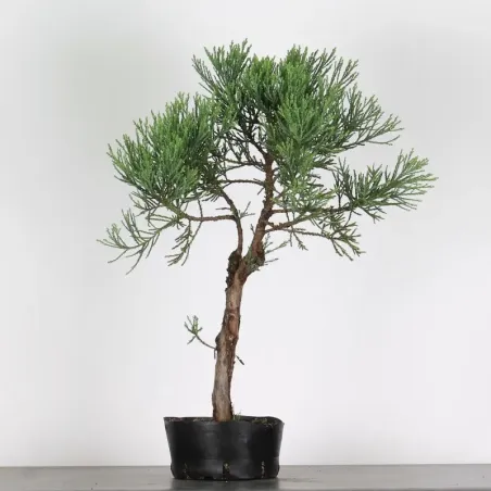 SEQUOIA GEANT "Sequoiadendron giganteum" 1-3