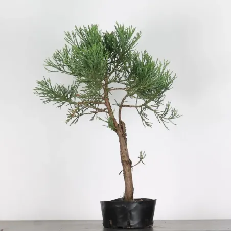image supplémentaire - SEQUOIA GEANT...