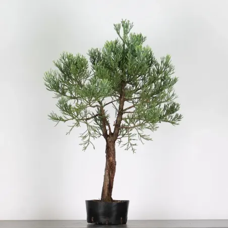 SEQUOIA GEANT "Sequoiadendron giganteum" 1-4