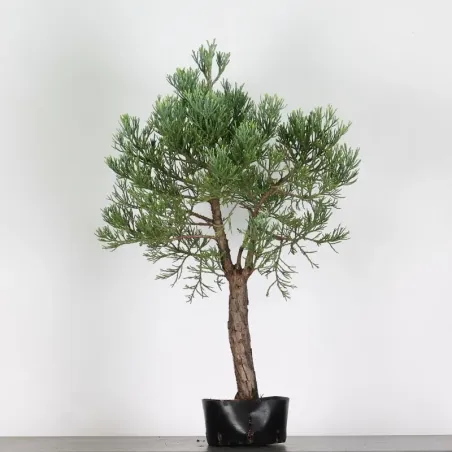 image supplémentaire - SEQUOIA GEANT...