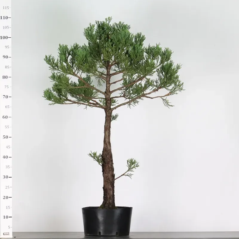 SEQUOIA GEANT "Sequoiadendron giganteum" 1-5