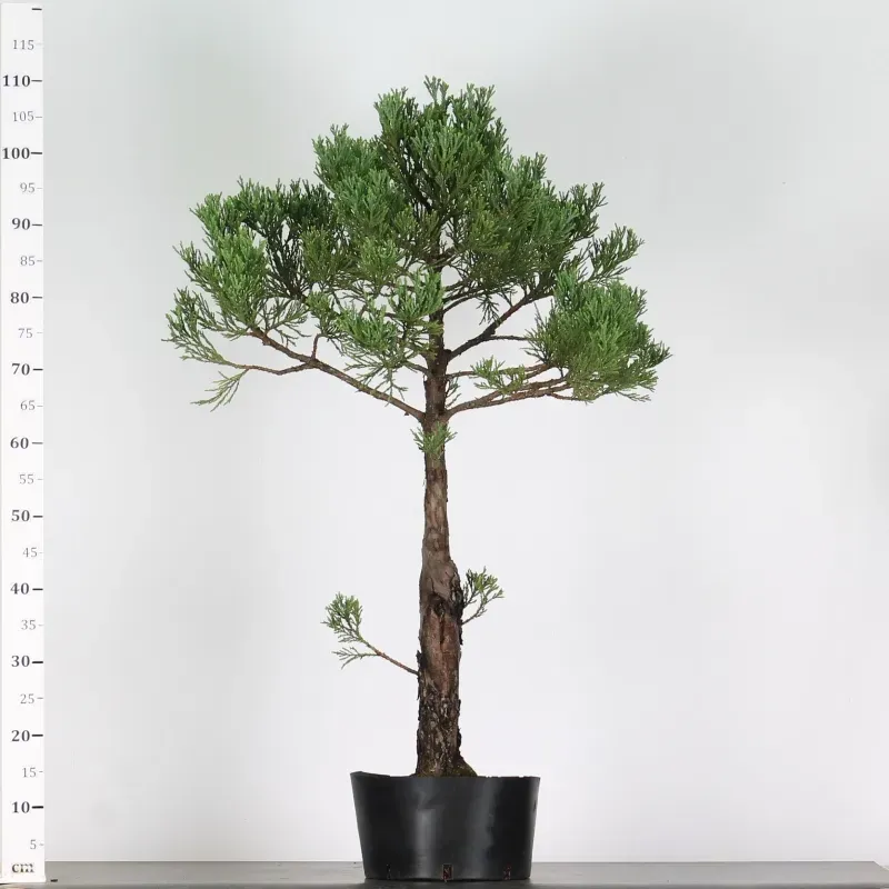 image supplémentaire - SEQUOIA GEANT...