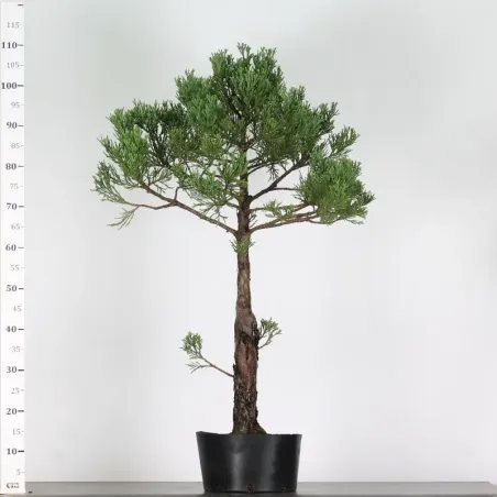 image supplémentaire - Giant sequoia...