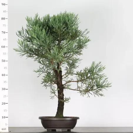 image supplémentaire - Giant sequoia...