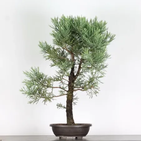 SEQUOIA GEANT "Sequoiadendron giganteum" 1-9