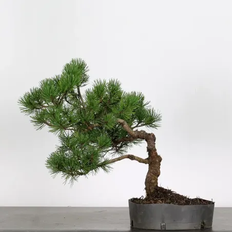 Mugo Bonsai Pine PM-3-3