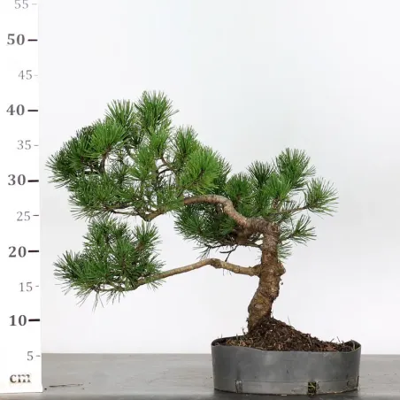 image supplémentaire - PREBONSAI "PINUS MUGO" 3-3
