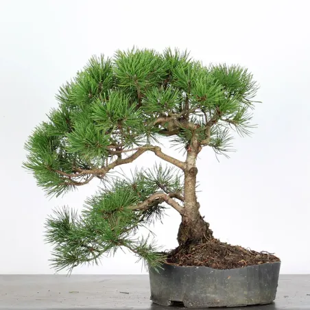PREBONSAI "PINUS MUGO" 3-14