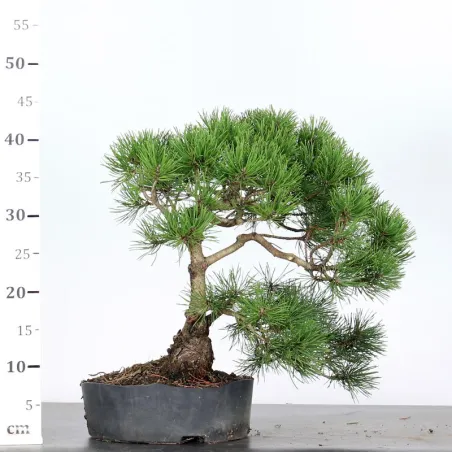 image supplémentaire - PREBONSAI "PINUS MUGO" 3-14